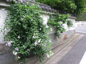 この家の塀は中々重厚ですね。塀の窓からソラナム・アウィクラレ、シホウカ（紫宝華）が元気に伸びだしています。