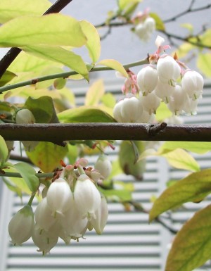 ブルーベリーの花