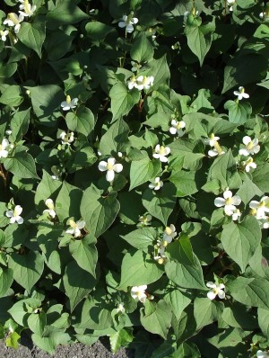 ドクダミの花