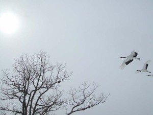 飛翔する丹頂鶴